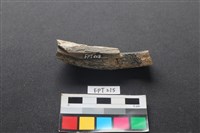 藏品(鹿骨)的圖片