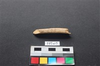 藏品(偶蹄類動物骨)的圖片