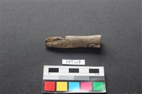 藏品(鹿骨)的圖片