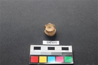 藏品(鹿骨)的圖片