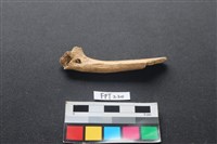 藏品(偶蹄類動物骨)的圖片