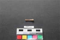 藏品(龜骨)的圖片