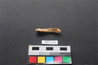 藏品(魚骨)的圖片