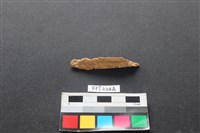 藏品(偶蹄類動物骨)的圖片