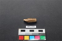 藏品(偶蹄類動物骨)的圖片