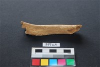 藏品(豬骨)的圖片