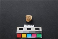 藏品(偶蹄類動物骨)的圖片