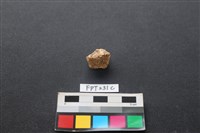 藏品(偶蹄類動物骨)的圖片