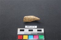 藏品(偶蹄類動物骨)的圖片