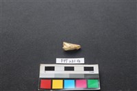 藏品(偶蹄類動物骨)的圖片