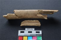 藏品(儒艮骨)的圖片