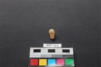 藏品(人牙)的圖片