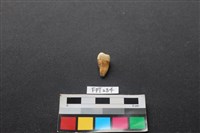 藏品(人牙)的圖片