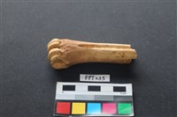 藏品(鹿骨)的圖片