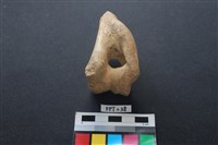 藏品(豬骨)的圖片