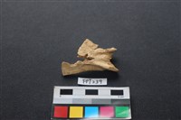 藏品(龜骨)的圖片