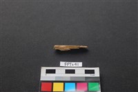 藏品(哺乳類動物骨)的圖片