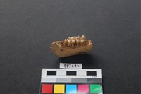 藏品(鹿骨)的圖片