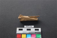 藏品(豬骨)的圖片