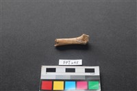 藏品(哺乳類動物骨)的圖片