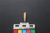 藏品(骨器)的圖片