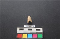 藏品(哺乳類動物骨)的圖片