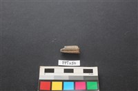 藏品(鹿骨)的圖片