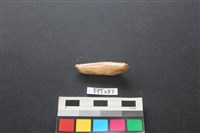 藏品(食肉類)的圖片