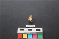 藏品(鹿骨)的圖片