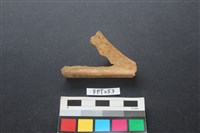 藏品(哺乳類動物骨)的圖片