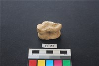 藏品(鹿骨)的圖片