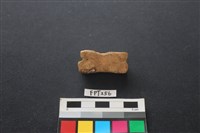 藏品(豬骨)的圖片