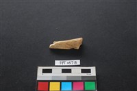 藏品(偶蹄類動物骨)的圖片