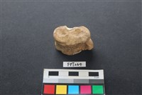 藏品(鹿骨)的圖片