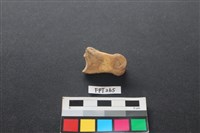 藏品(鹿骨)的圖片