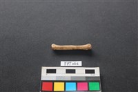 藏品(兔科骨)的圖片