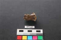 藏品(魚骨)的圖片