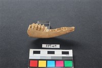 藏品(鹿骨)的圖片