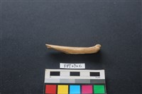 藏品(偶蹄類動物骨)的圖片