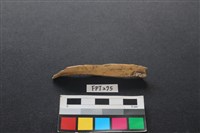 藏品(偶蹄類動物骨)的圖片