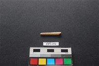 藏品(魚骨)的圖片