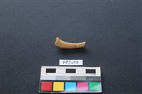 藏品(兔科骨)的圖片