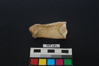 藏品(鹿骨)的圖片