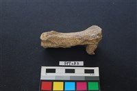 藏品(鹿骨)的圖片