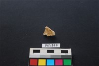 藏品(偶蹄類動物骨)的圖片