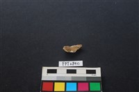 藏品(偶蹄類動物骨)的圖片