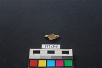 藏品(偶蹄類動物骨)的圖片