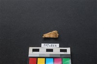 藏品(鹿骨)的圖片