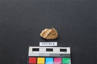 藏品(鹿骨)的圖片