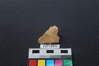 藏品(鹿骨)的圖片